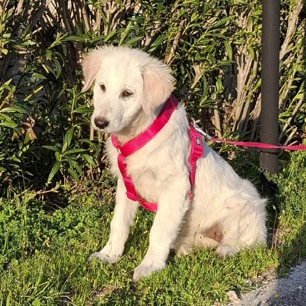 LAVA cucciolona mix maremmana in adozione Foto 11